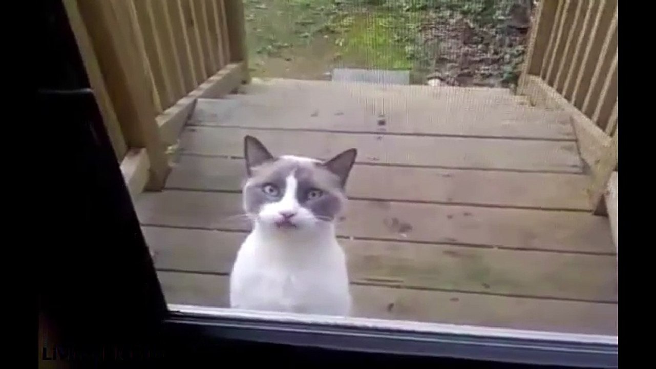kitty-cat