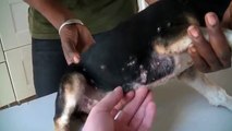 Un vétérinaire retire des dizaines de vers de Cayor de la peau d'un chien