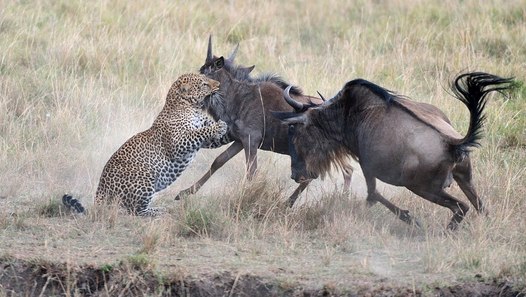 Leopard vs Wildebeest ! Amazing Attack - video dailymotion