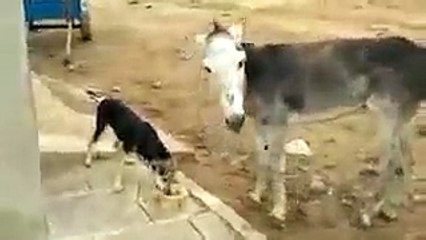 FUNNY DOG VS DONKEY