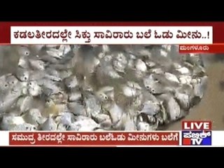 Mangalore: Fisherman Get A Good Catch Of Thousands Of Baleodu Fish On Panambur Beach Side