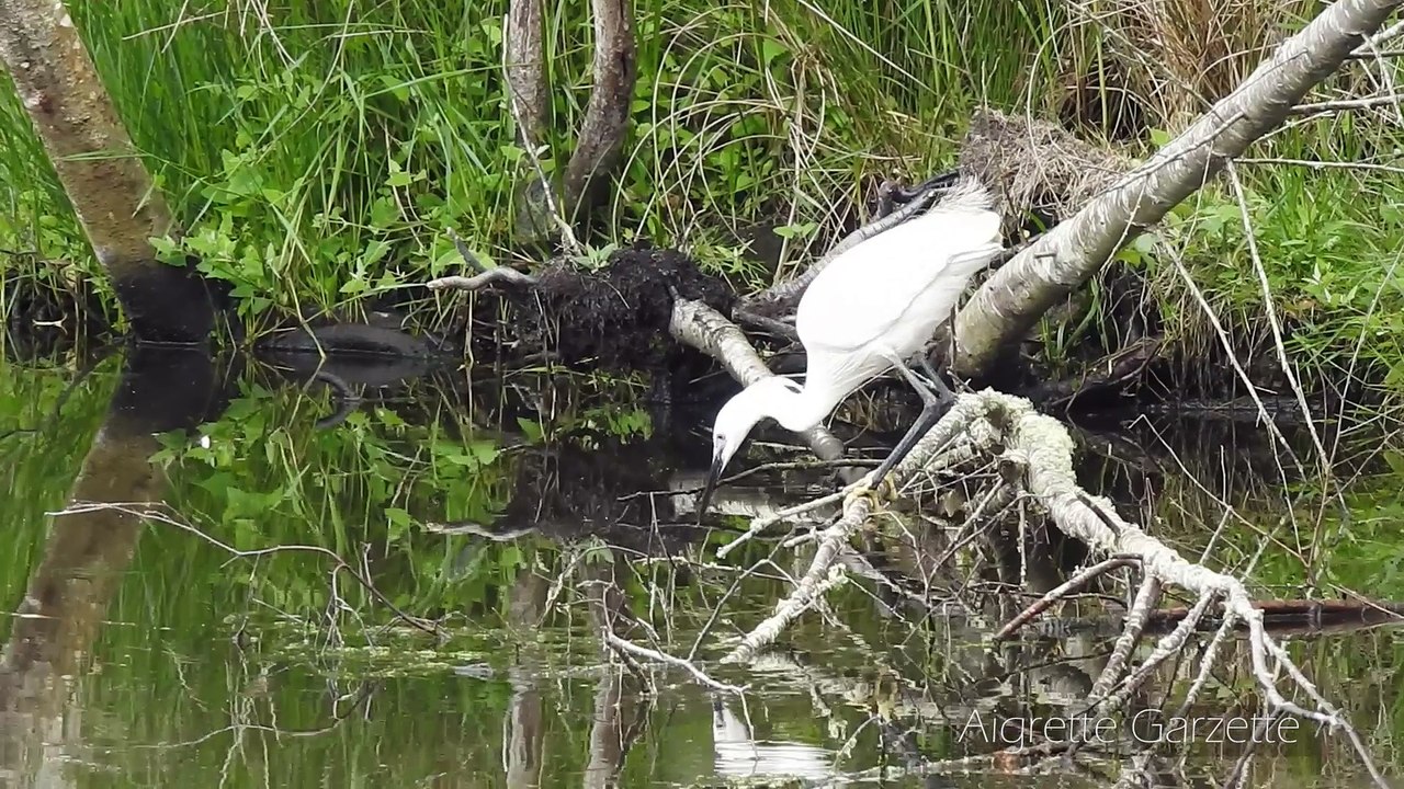 31/05/2017 Marais de Mousterlin