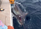 Cape Verde’s Blue Marlin Fishing Action from 2017 Penn Challenge