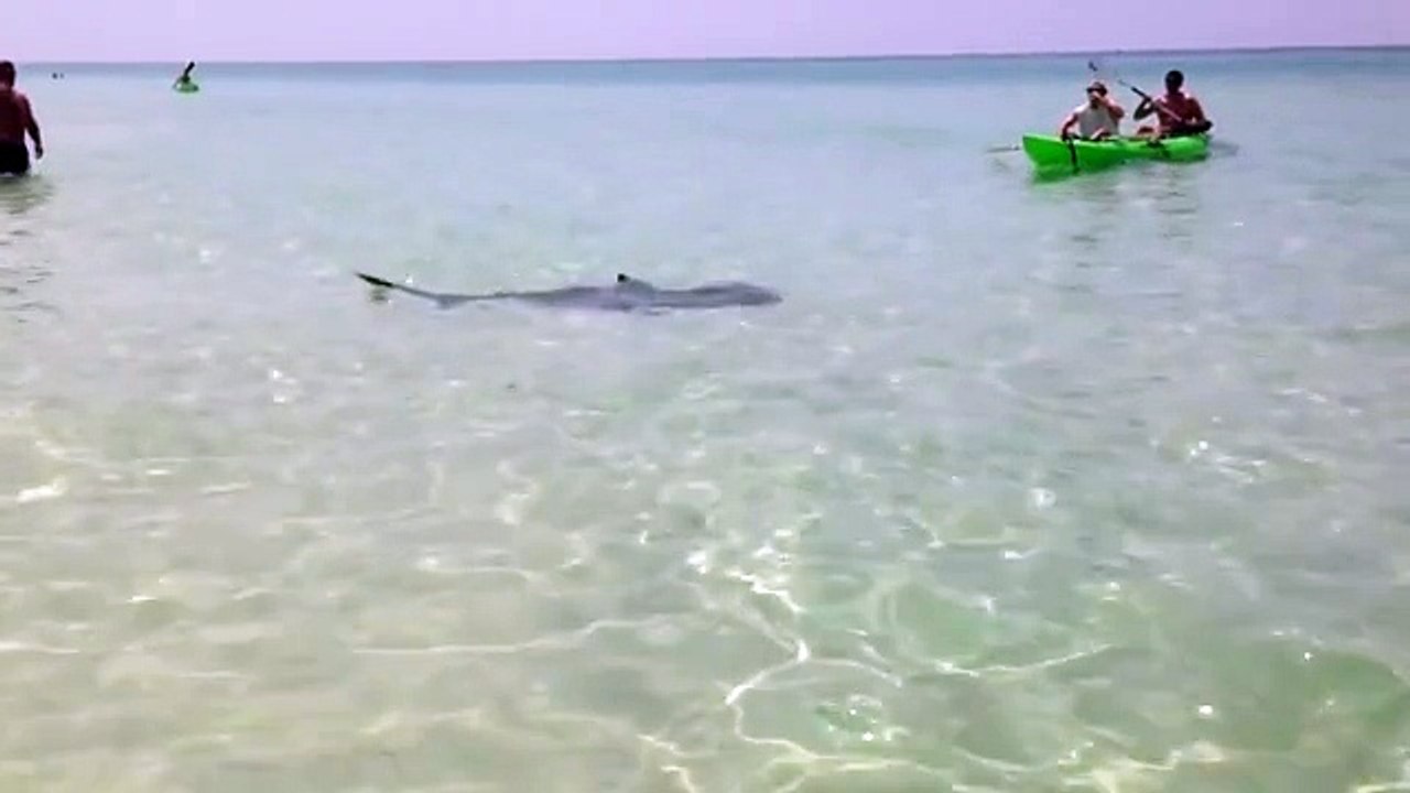 They notice a black spot at sea When bathers find out they are surprised