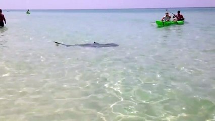 They notice a black spot at sea When bathers find out they are surprised
