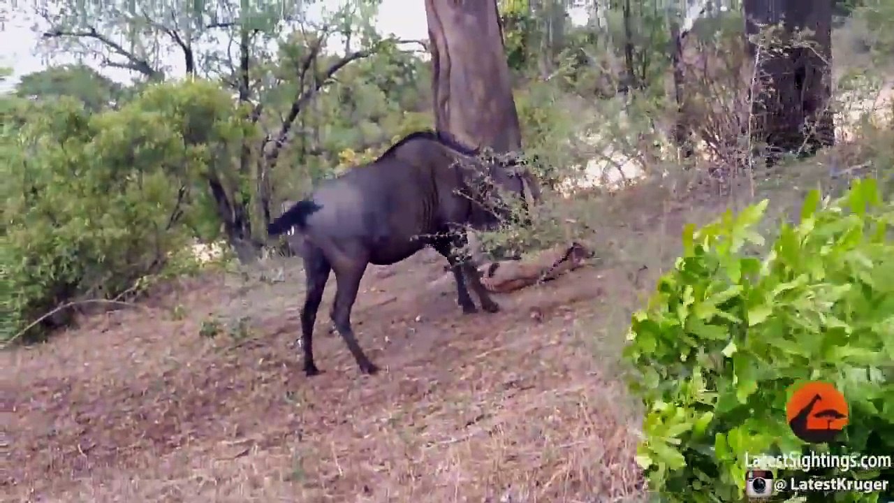 Penyelamatan Yang Mulia Banteng Menyelamatkan KAMbing Vs HARIMAU