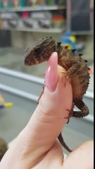 Le bébé dragon de Game of Thrones en VRAI !