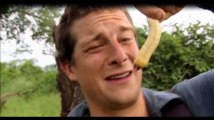 Bear Grylls a 43 ans : Ses scènes les plus folles dans Man vs Wild (Vidéo)