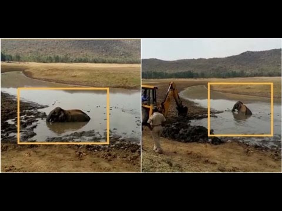 Chamarajanagar: Elephant Stuck in a Mud Puddle Rescued