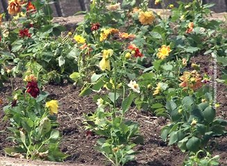 Pri kraju sadnja cveća, 6. jun 2017. (RTV Bor)