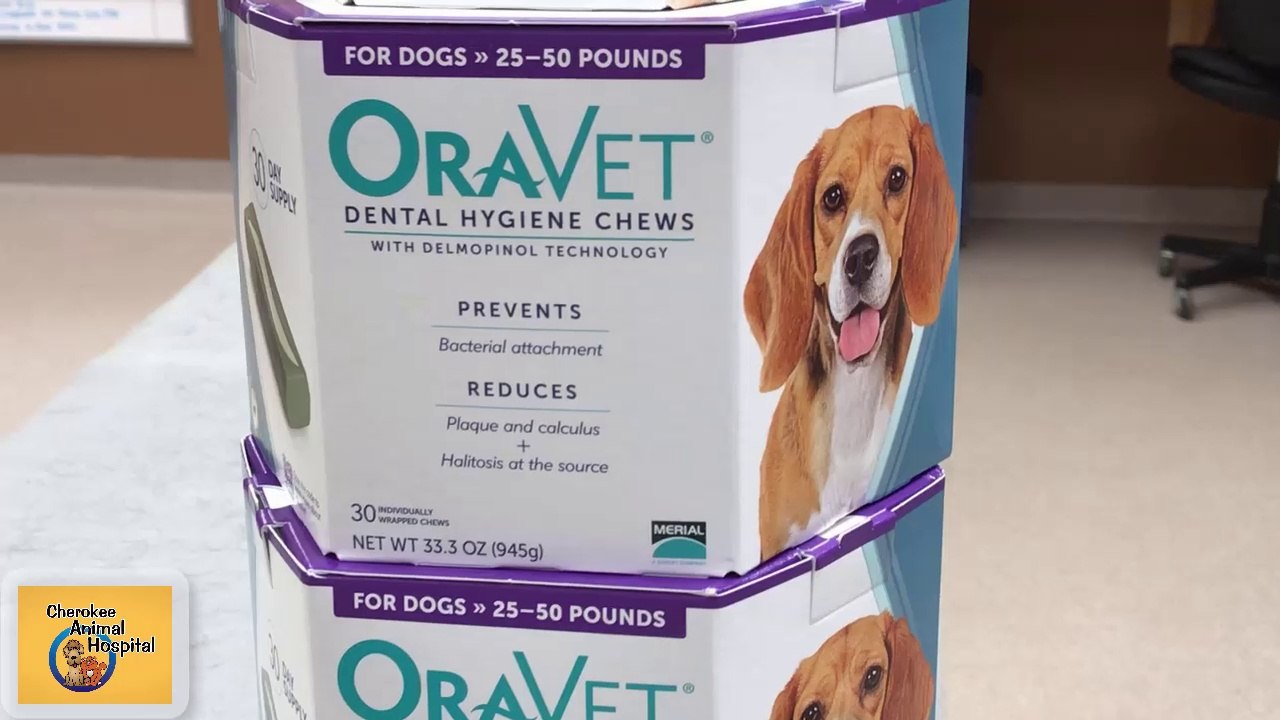 Are Dental Chews Effective? | Canton Georgia Veterinarian