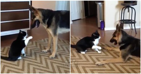 Gato briga na sala forte e feio com cão até que de repente o impensável acontece... TÃO FOFO!