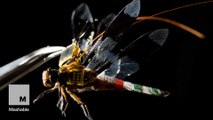 Engineers genetically modified a dragonfly to carry a tiny solar-powered backpack