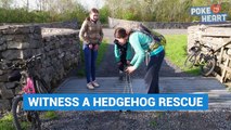 Sweet Hedgehog Rescue 2016 - Daily Heart Beat