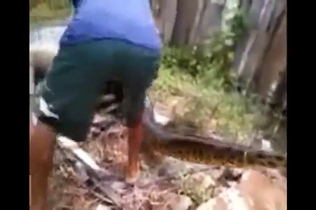 OMG!!!! Dog Rescue being Eaten Alive by a Giant snake