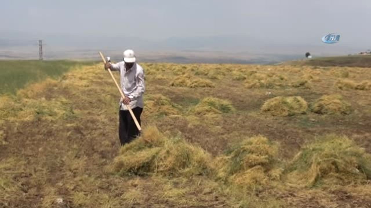 40 Derecede Mercimek Hasadı
