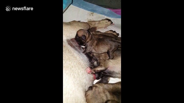Newborn pug puppies having their dinner