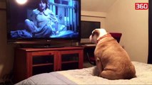 Shikoni reagimin e qenit teksa shihte nje film horror (360video)