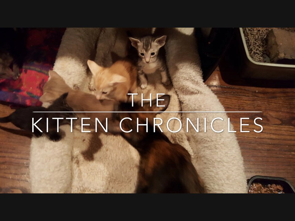 The Kitten Chronicles 2.0
