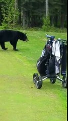Un ours interrompt un jeu de golf en Alaska