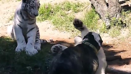 CUTE - Tiger and Lion vs Little Dog