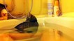 Funny Cats Enjoying Bath _ Cats That LádOVE Water