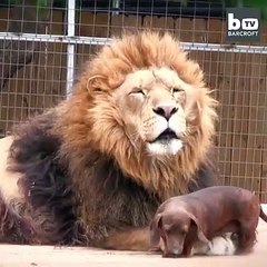 köpek ben cesaretliyim diyor aslanın agzına giriyor adeta