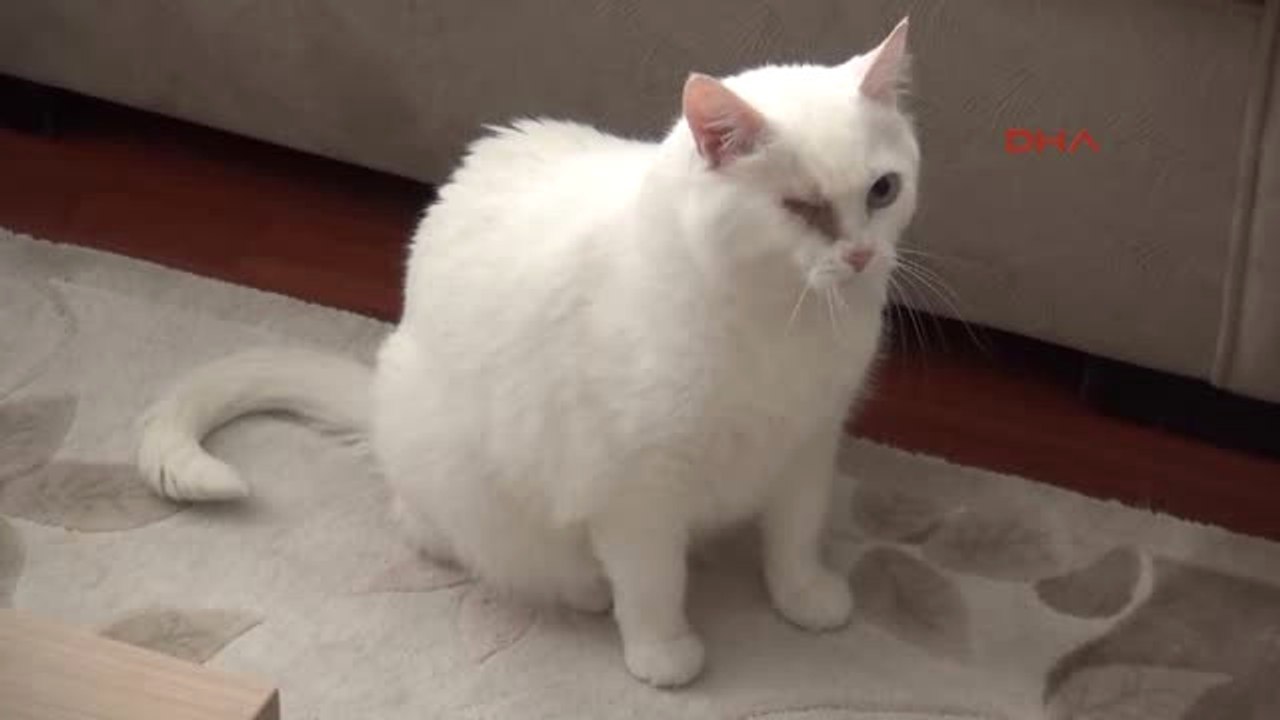 Eskişehir Kediye Tekme Atan Çocuğu Uyaran Veteriner Saldırıya Uğradı