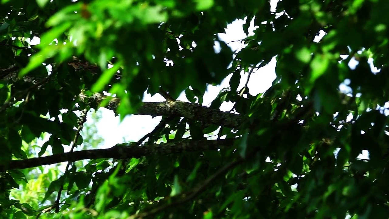 Tant qu'il y aura des tourterelles