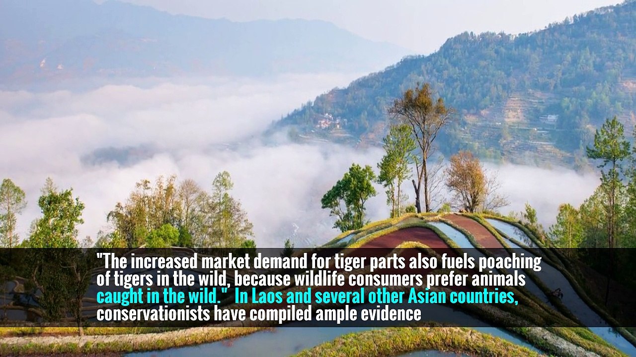 Animal Farms in Southeast Asia Fuel an Illegal Trade in Rare Wildlife