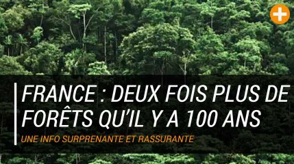 France : deux fois plus de forêts qu’il y a 100 ans