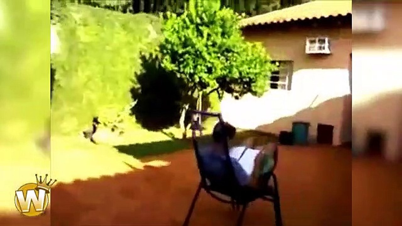 top funny video