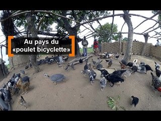 Burkina Faso : Au pays du "poulet bicyclette"