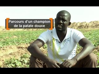 Sénégal : Parcours d'un champion de la patate douce