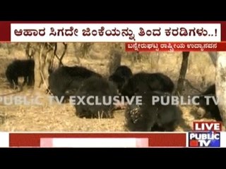 Bannerghatta National Park: Two Bears Kill & Eat A Deer