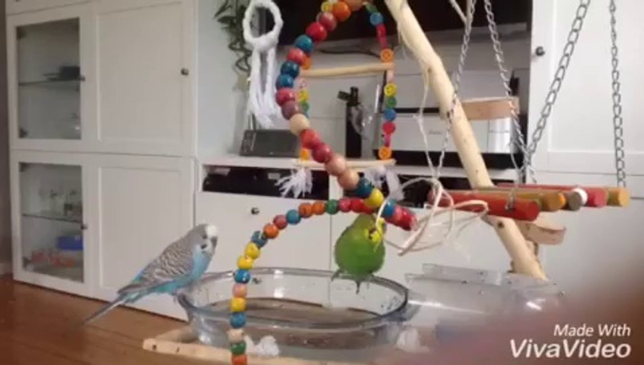 BathingTime for Budgies