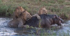 Lioness takes on a young hippo