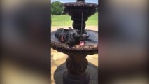 Perro harto de pasar calor consiguió cómo refrescarse