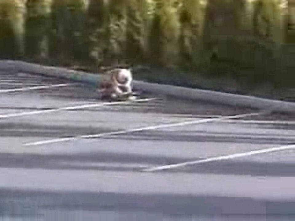 Chien skater part.2