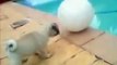 Sevimli Yavru Köpeğin Havuz Başında Yaşadığı Komik Kaza