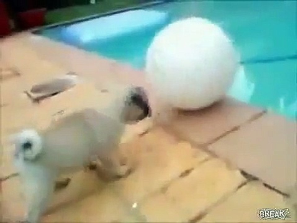 Sevimli Yavru Köpeğin Havuz Başında Yaşadığı Komik Kaza