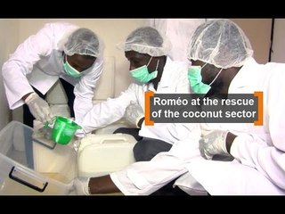 Cote d'Ivoire: Roméo at the rescue of the coconut sector