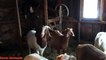 Funny Screaming Goa Goats Video