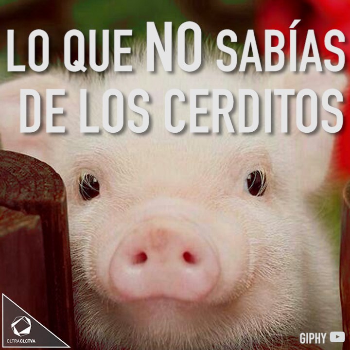 Los cerdos son animales increíbles.