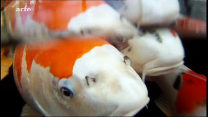 Le monde de la carpe Koï