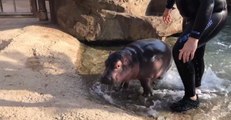 Cincinnati Zoo Visitors May Get Surprise Peeks at Baby Hippo