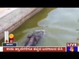 Mysore: Wild Boars In Search Of Water Fall Into Water Ponds Near Devanahalli