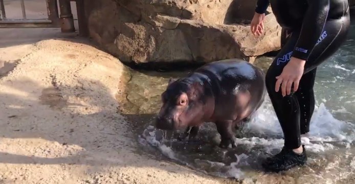 Cincinnati Zoo Visitors May Get Surprise Peeks at Baby Hippo