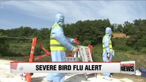 Korea raises bird flu alert to highest level
