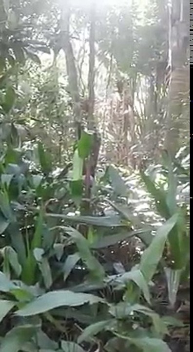gnomo